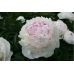 Пион Marilla Beauty